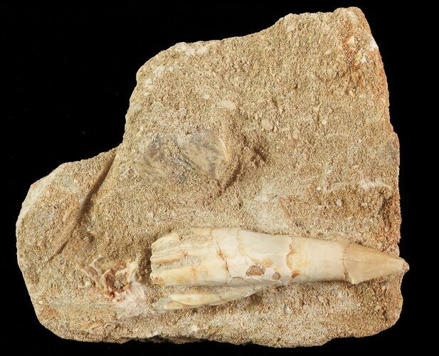 Cretaceous Sawfish (Onchosaurus) Rostral Barb - Morocco #71773